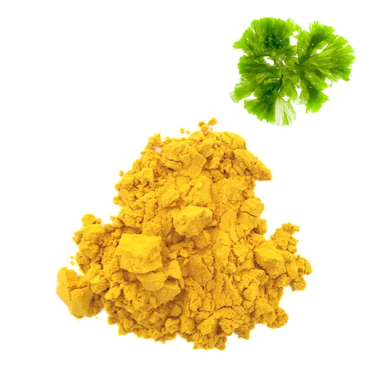 Algae Powder Schizochytrium Sp. Protein Additive (%45 Crude Protein %1 Dha  ) Algome Grow Omega 3 - Buy Protein Additive Protein Sources Nice  Aminoacides Profile High Digestion Efficiency Algal Protein Schizochytrium  Sp