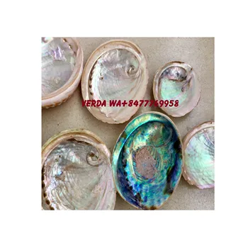 Polished natural abalone shell flashy large abalone shells - Paua abalone shell (WS0084587176063