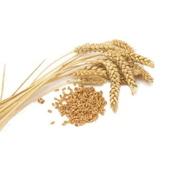 Spikelets Grains With a Lot Of Useful Elements Food Grade Wheat