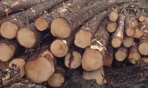 Hard Wood Sapelli / Bubinga / Tali / Iroko / Doussie / for sale
