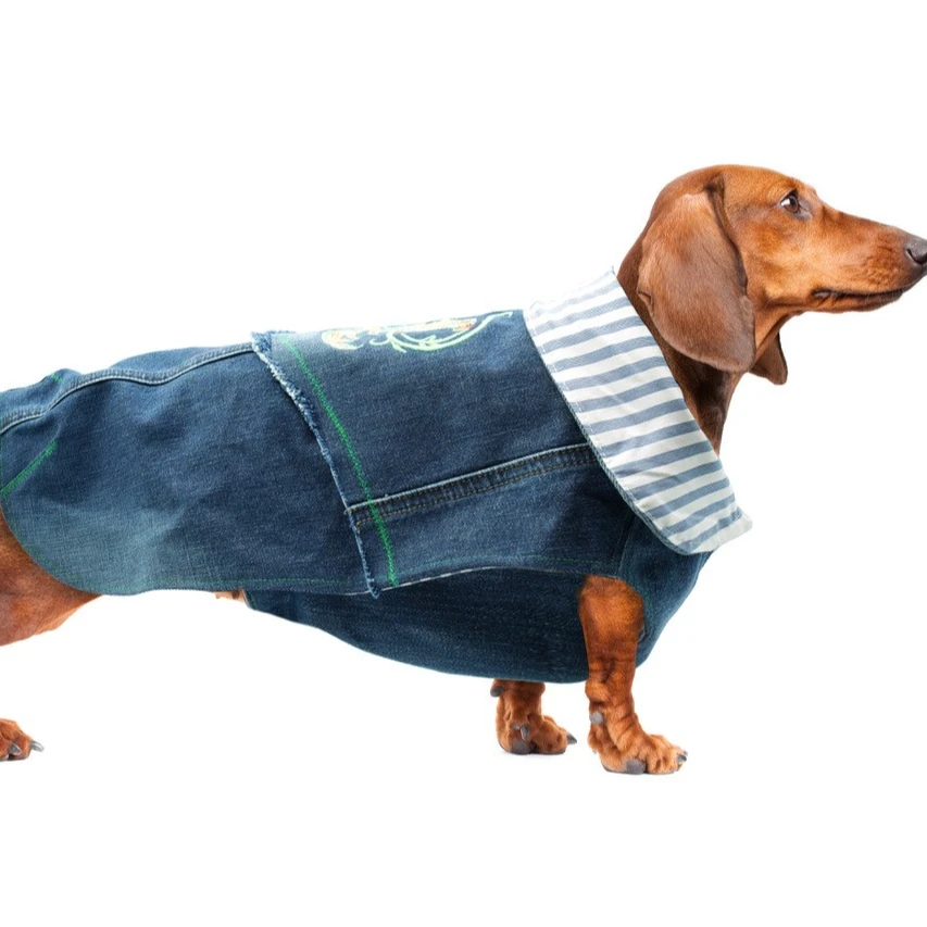 patagonia dog jacket