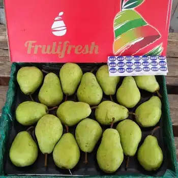 Green Fresh Asian Ya Pear