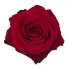 Premium quality Real natural fresh cut flowers red roses variety Freedom 70 cm not artificial decorative flowers