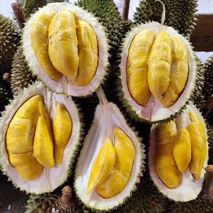 Musang gambar king durian Pokok Durian