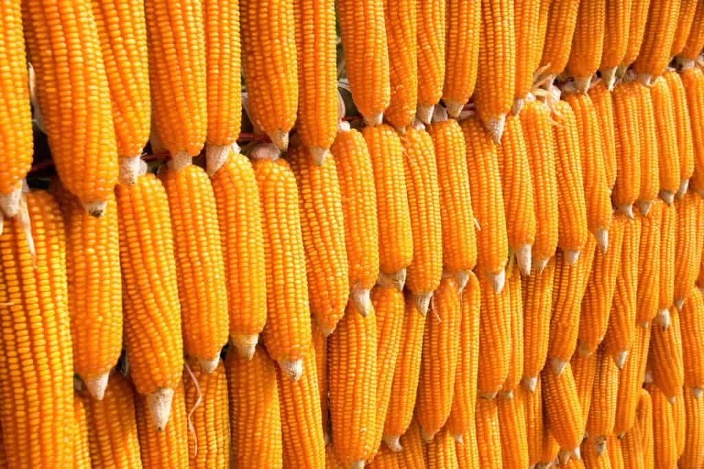 Fresh Organic Dried Glutinous Yellow Corn Maize High Quality Sweet Corn Seed Bulk in 50kg Packaging Bags