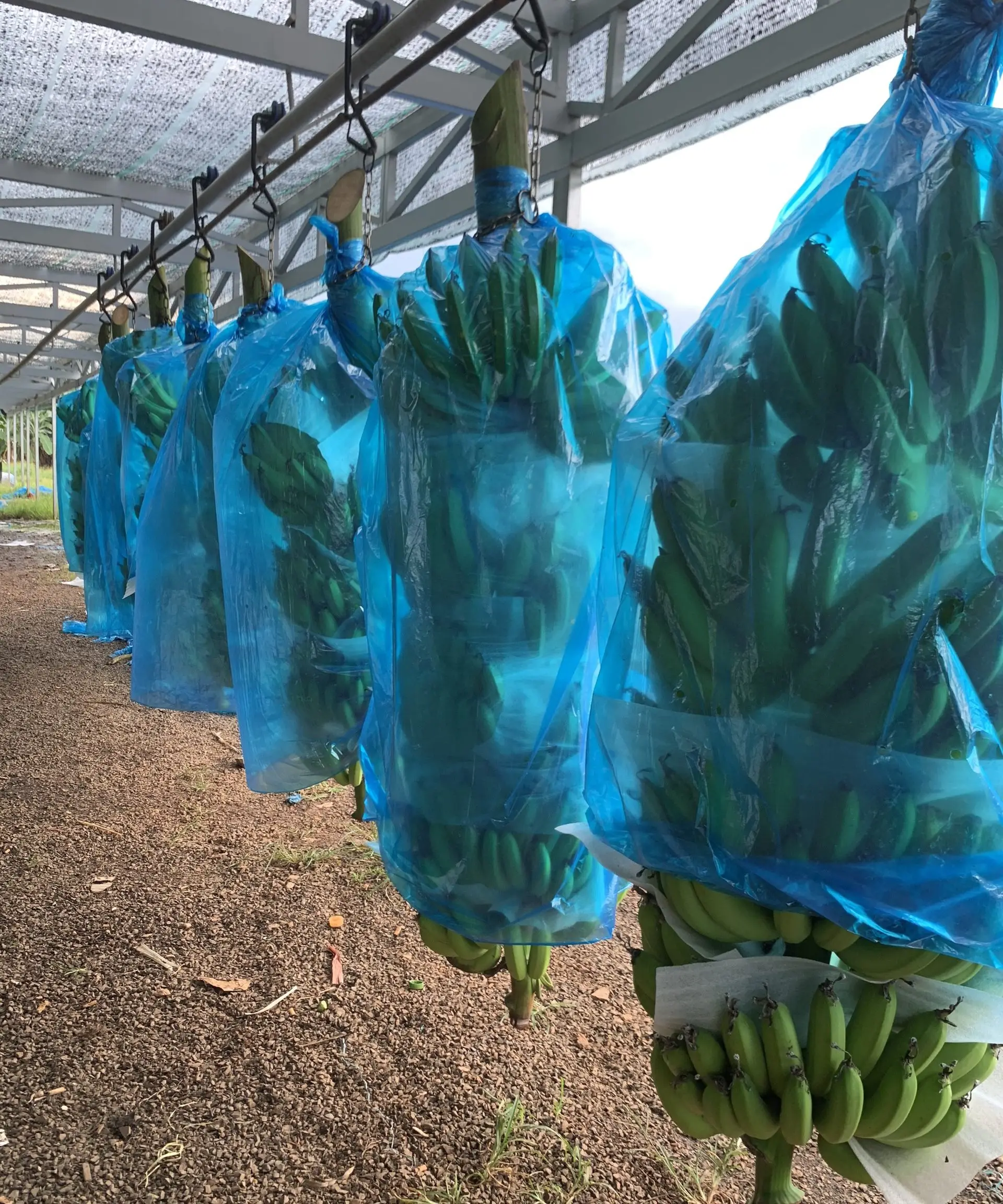 Banana Tree Protective Bags Eco-friendly Banana bunch Bags Biodegradable Plant protection Bags