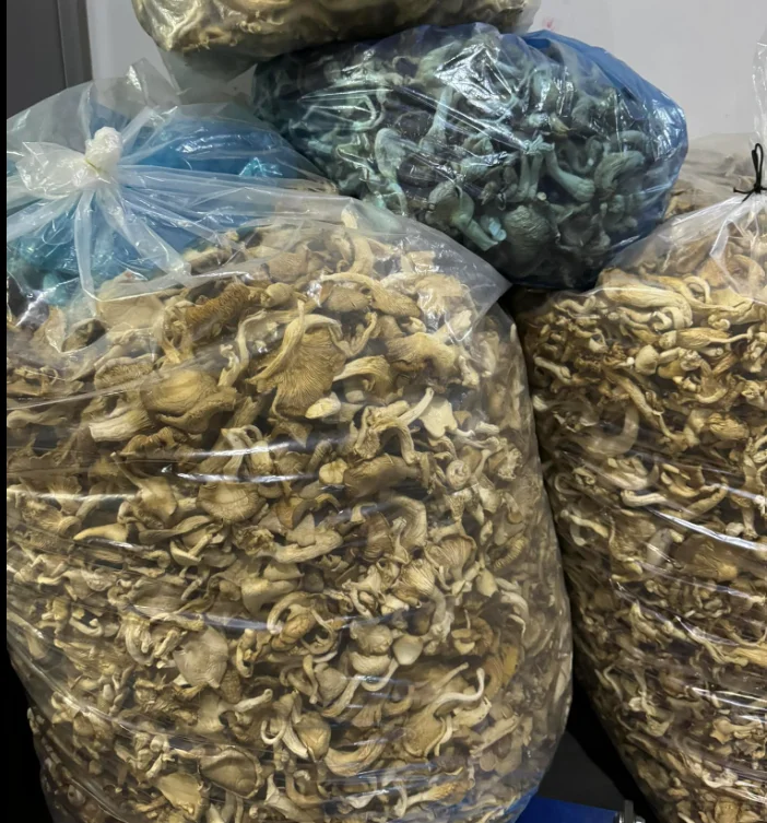 Supper Delicious Oyster Mushroom Low Cost Free Sample Mushroom Good