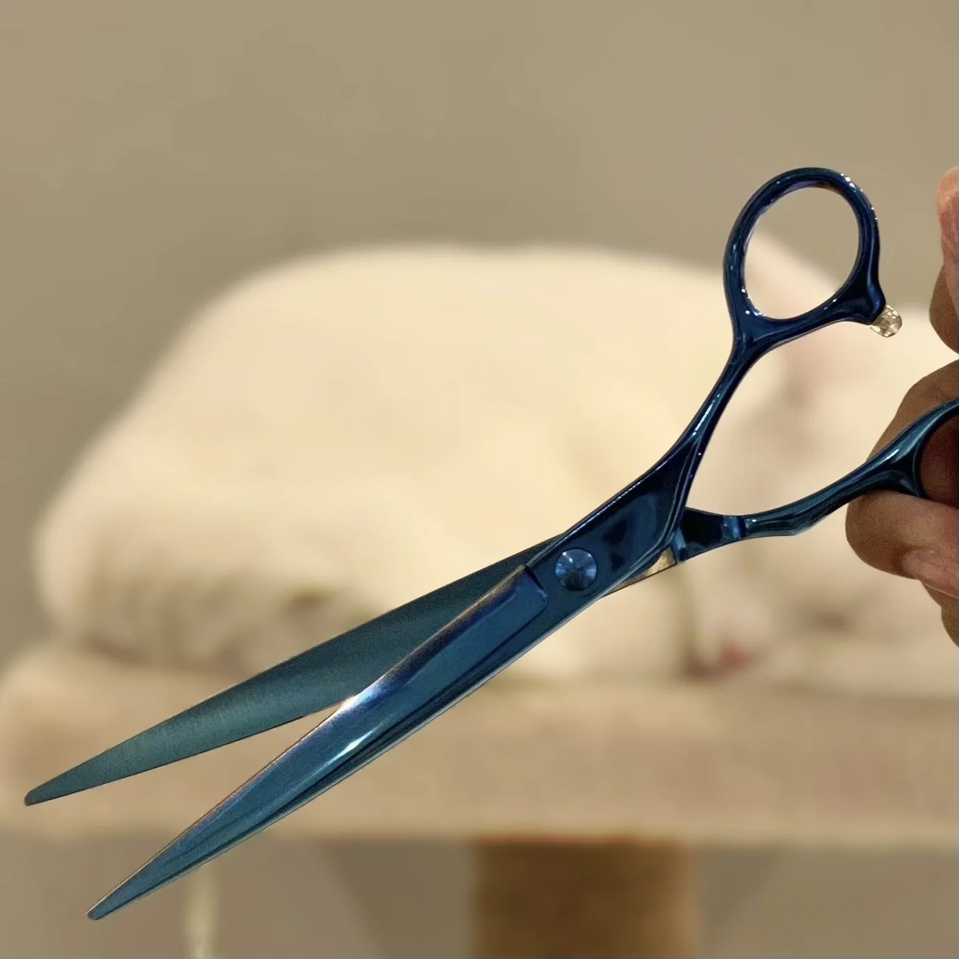 7 Inch Taiwan Curved Scissors Dog Grooming Buy Pet Scissors Pet Shear Grooming Shearing Pets