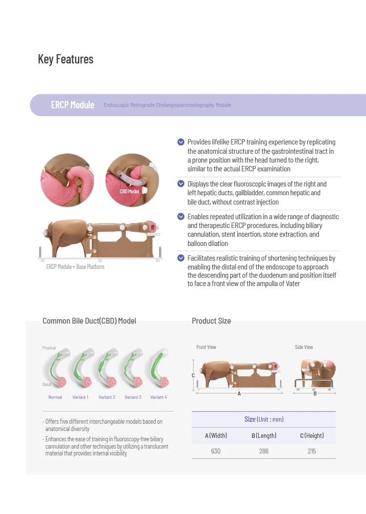 Ercp Endoscopic Retrograde Cholangiopancreatographytraining Module 3d