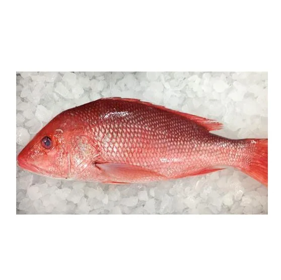 Red Snapper Frozen Fish Export From Austria / Snapper Fish Buy Frozen