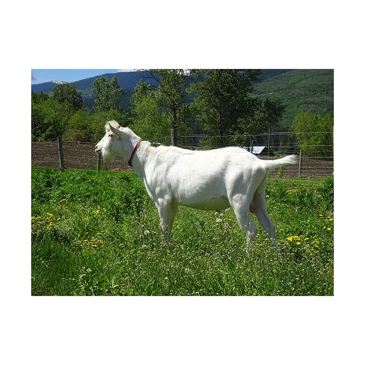 White Saanen Goats And Alpine Goats Wholesale At Low Price Sheep,Cows