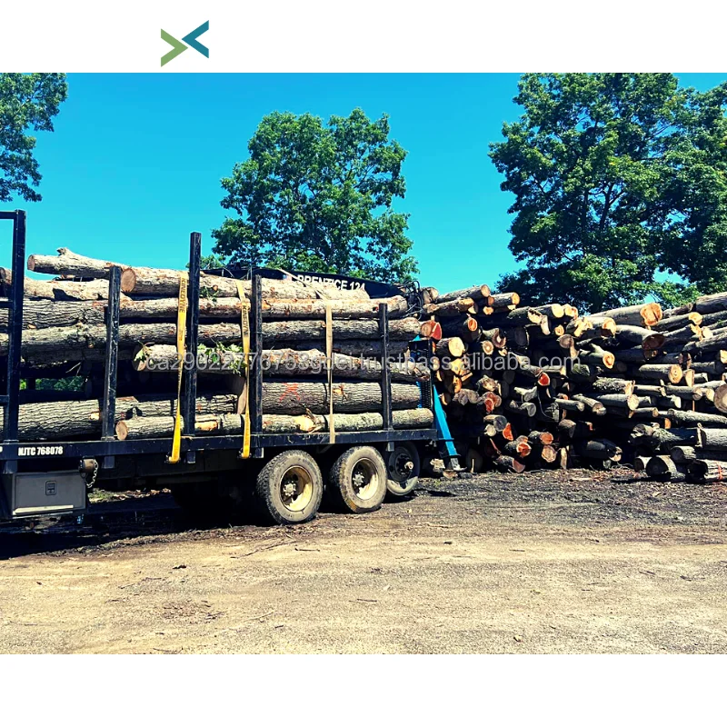 Hard Wood Firewood Birch Wood Oak And Beech Log Firewood / Mangrove