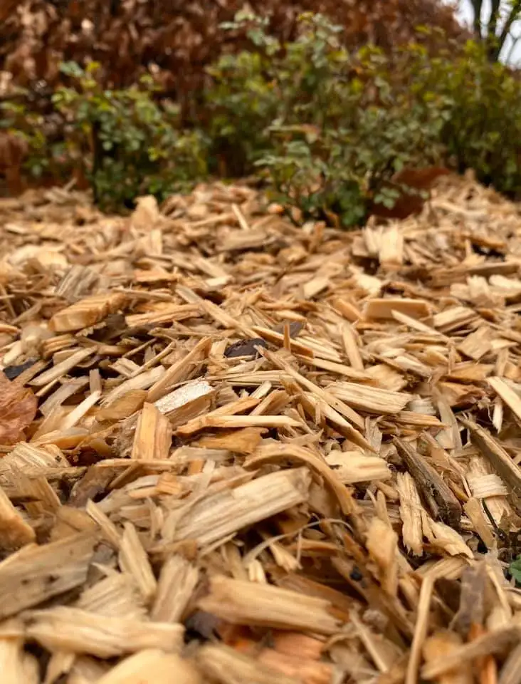 100 Acacia,Eucalyptus,Pine,Rubber Wood Chips Bulk And Cheap Price Pine