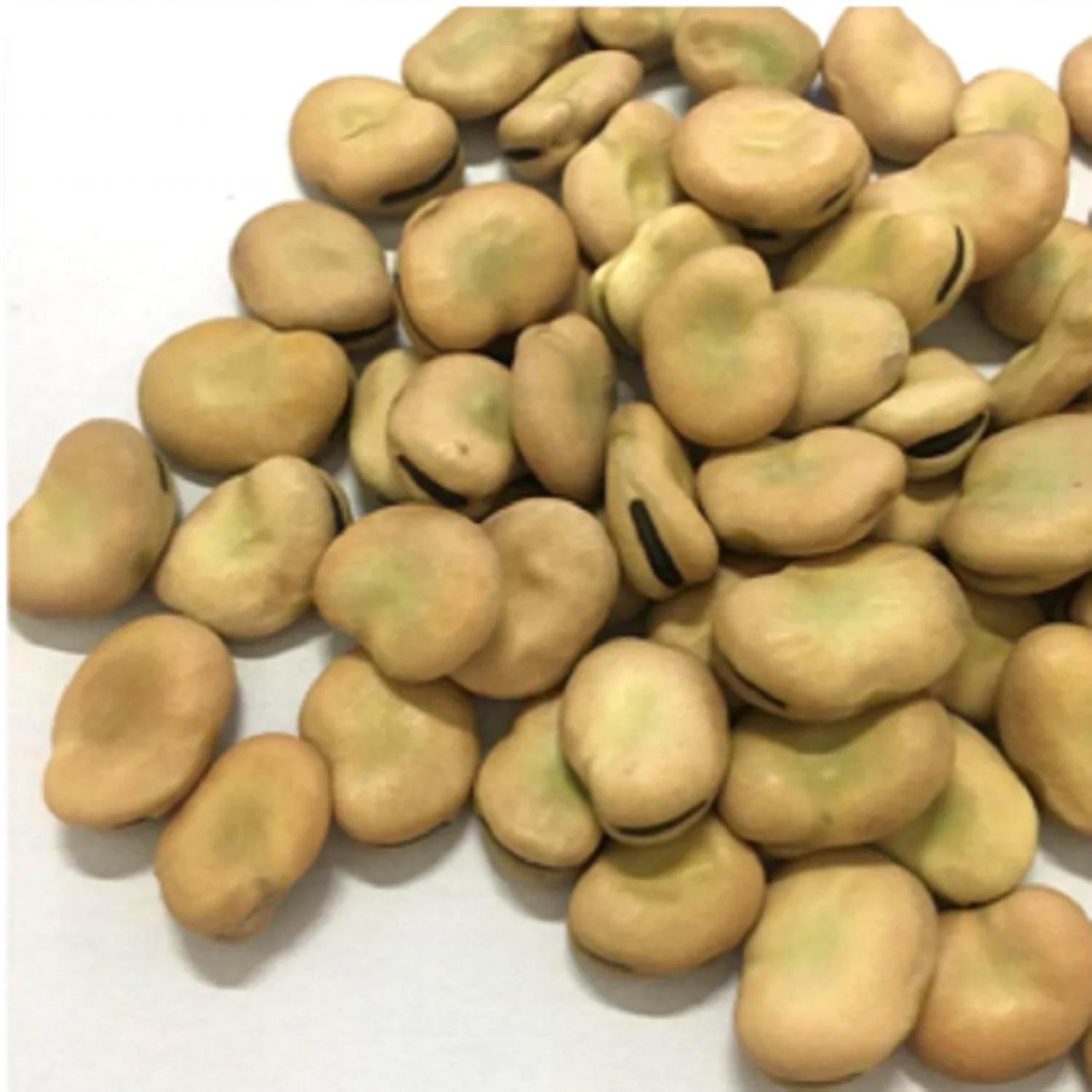 2023 Crop Broad Beans Green Color Fava Beans 70-80 USA Origin