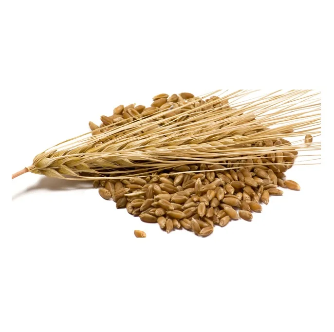 Barley Grains Premium Barley Seeds/animal Feed Barley/bulk Barley ...