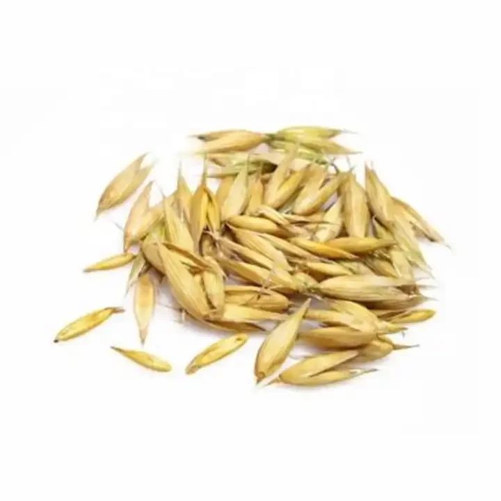 Barley Grain / Barley Malt Grain / Hulled Barley Grain At Competitive