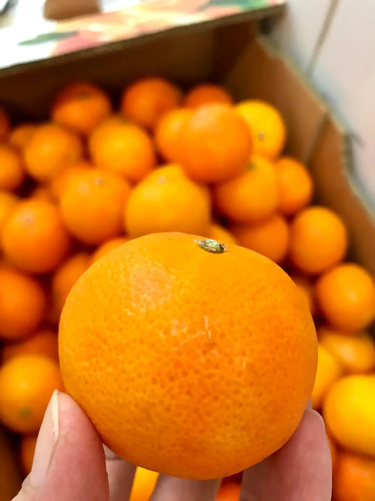 Fresh Navel Orange /fresh Mandarin Orange/south Africa Oranges Buy