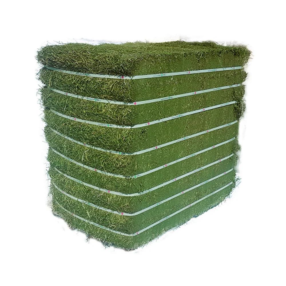 Stunning High Maintenance Alfalfa Hay Premium image