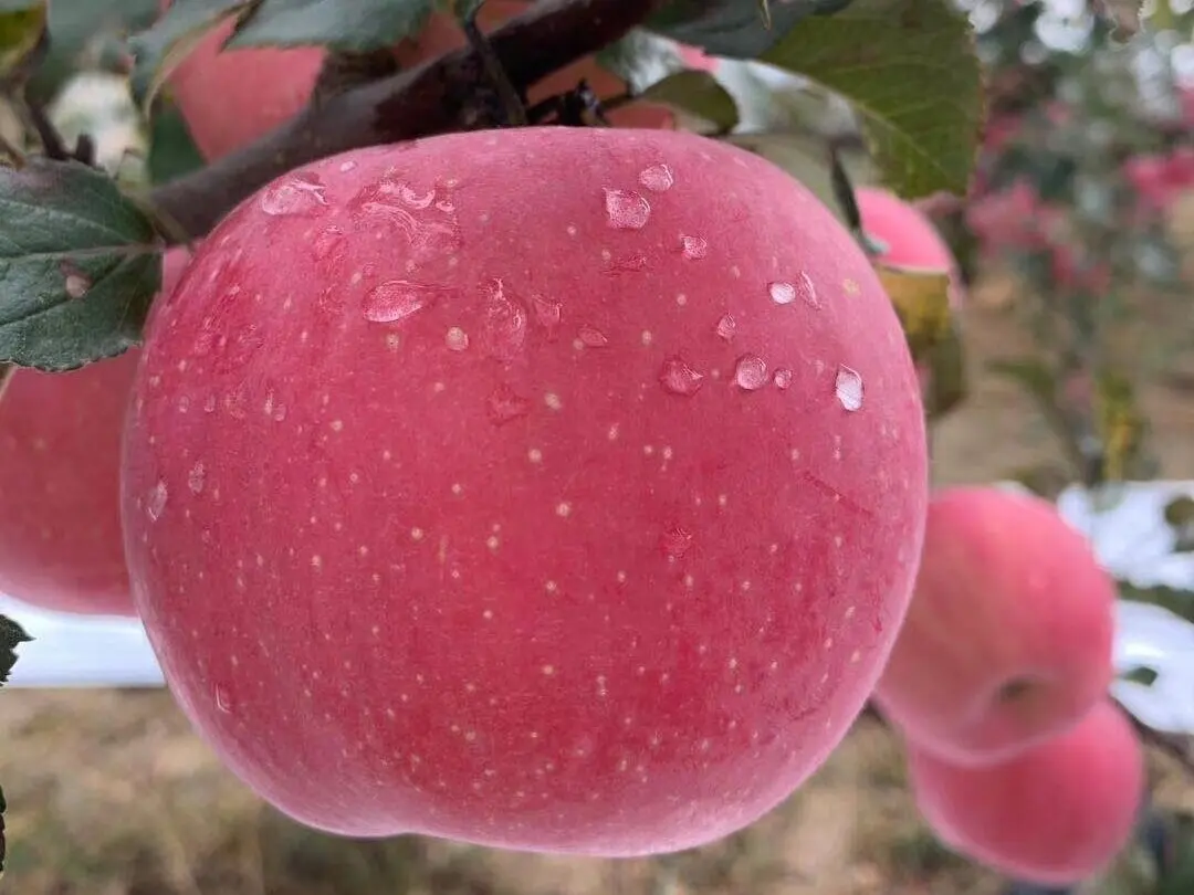 Clean Wholesale Chinese Fresh Fuji Apple Organic Red & Green Gala Apples Sweet and Delicious Variety