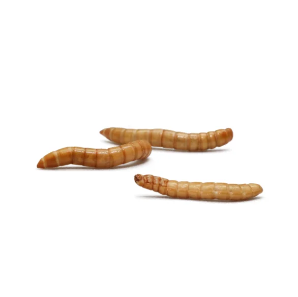 Meal Worms Dried Poultry Feed Dried Mealworms In For Sale Buy Meal Worms,High Nutrient Bird