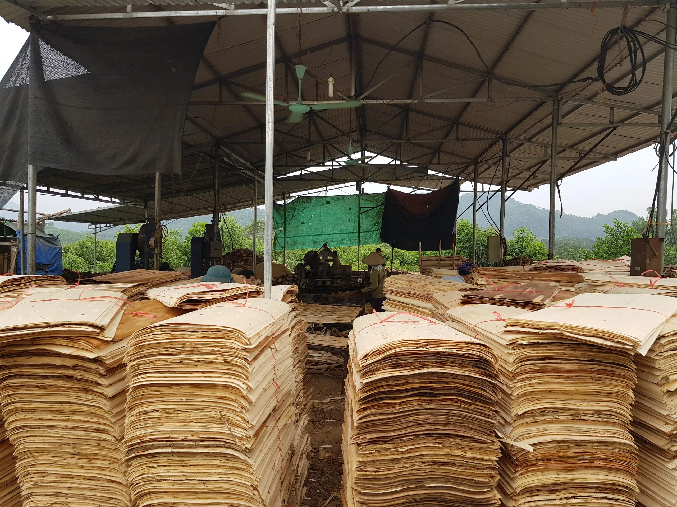 Eucalyptus/acacia Wood Core Veneer 2023 Vietnam Natural Sliced Wood