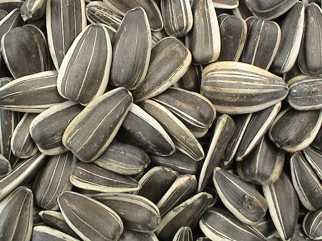 Подсолнечные семечки. Как есть семечки подсолнуха. Как есть семечки подсолнуха. Семена подсолнечника ай вейвей. Как есть семечки подсолнуха.