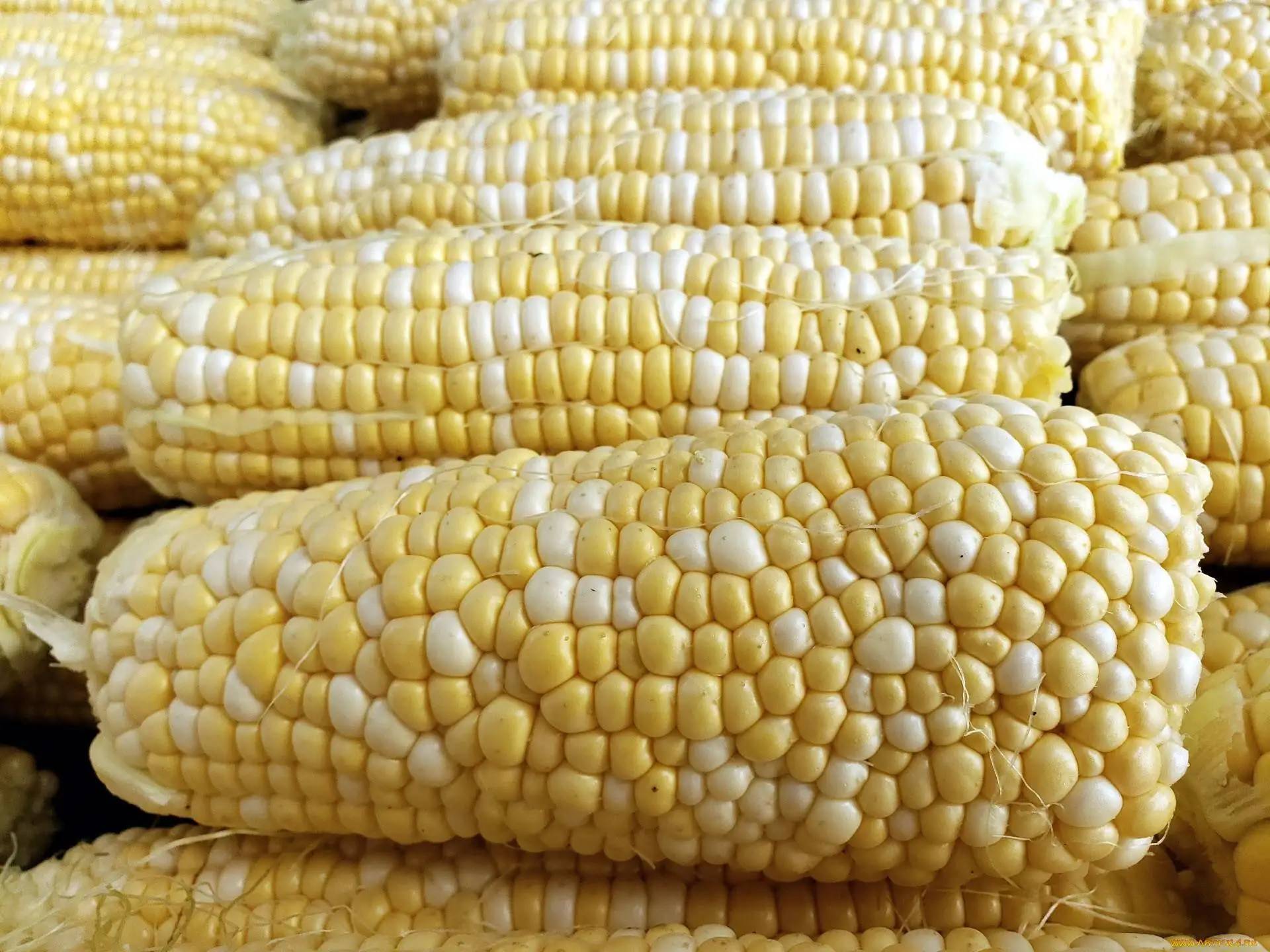 High Quality Yellow Sweet Corn For Animal Feed Supplier Maize Wholesale