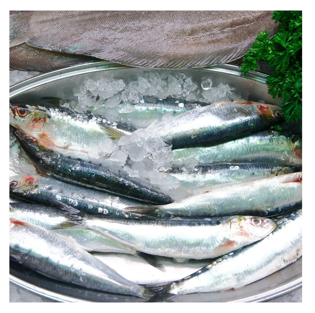 Bqf Sardines Frozen Sardine Bait Frozen Sardine Fish Buy Hot Product