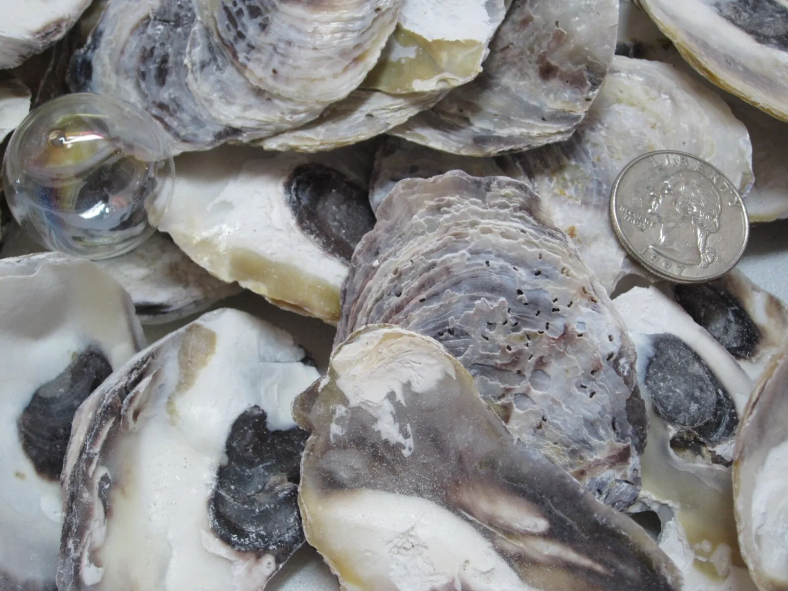 True Oyster Shell Large Quantity Unpolished Natural Oyster Shells for Home Decor