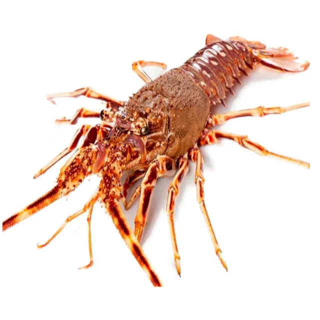 New Product Frozen Lobster Live Whole Crayfish Live Crawfish Hot Sales ...