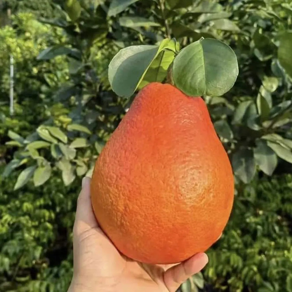 Wholesale Prices Dekopon Orange Fresh Dekopon Orange Organic Dekopon Orange Buy New Arrival