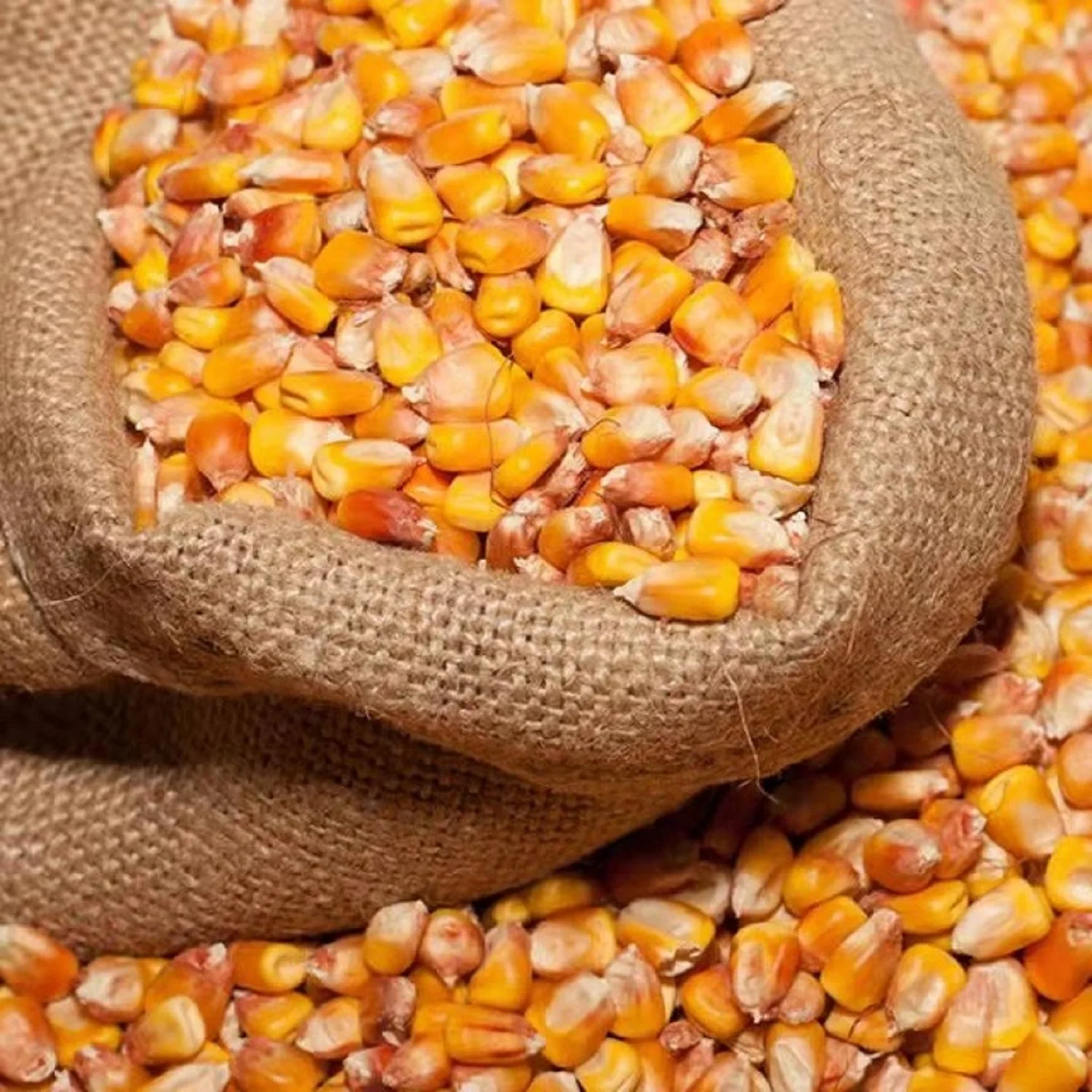 Dry Yellow Corn for Animal Feed Wholesale Yellow Corn Animal Feed