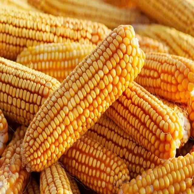 Non Gmo Yellow And White Corn Maize - Buy Animal Feed Corn Wheat Grain ...