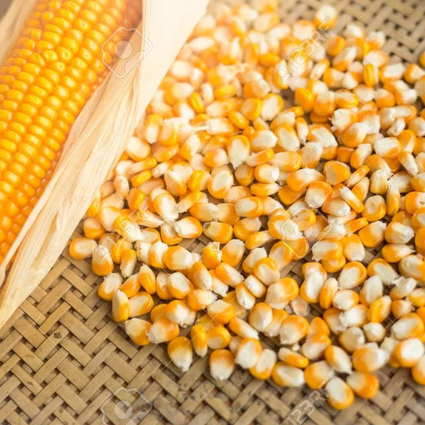 Cattle Feed Yellow Maize / Corn Animal Poultry Feed Non Gmo Buy