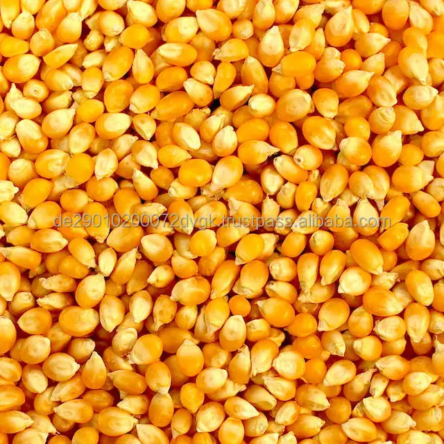Yellow Corn 2.jpg