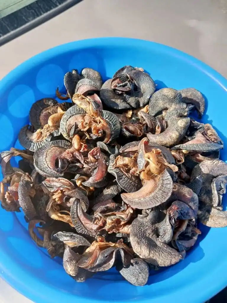 Fresh African Giant Escargot Snail Buy Dried Snail Fresh Snails Live