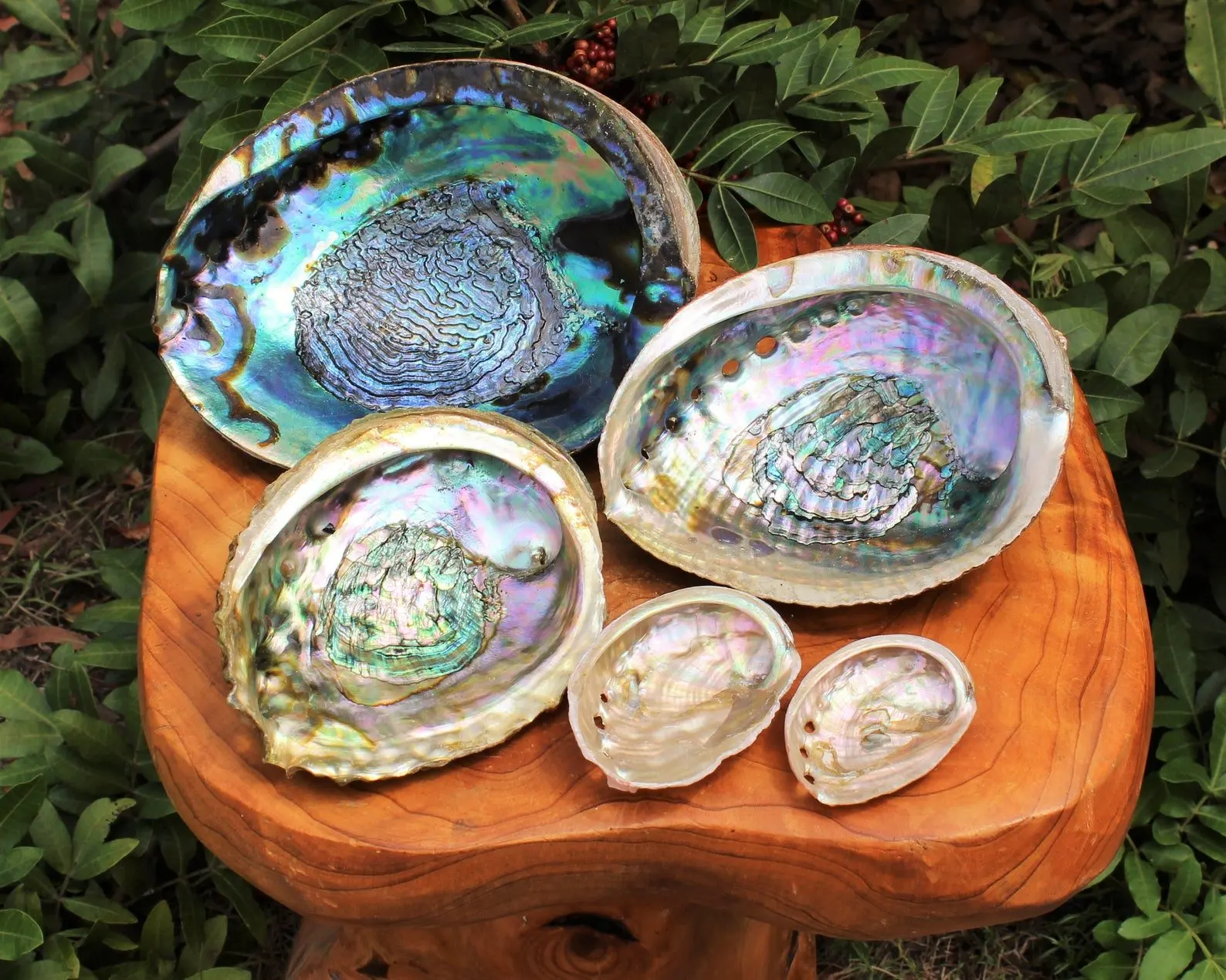 Wholesale White Blue Green Paua Abalone Shells For Craft Making And