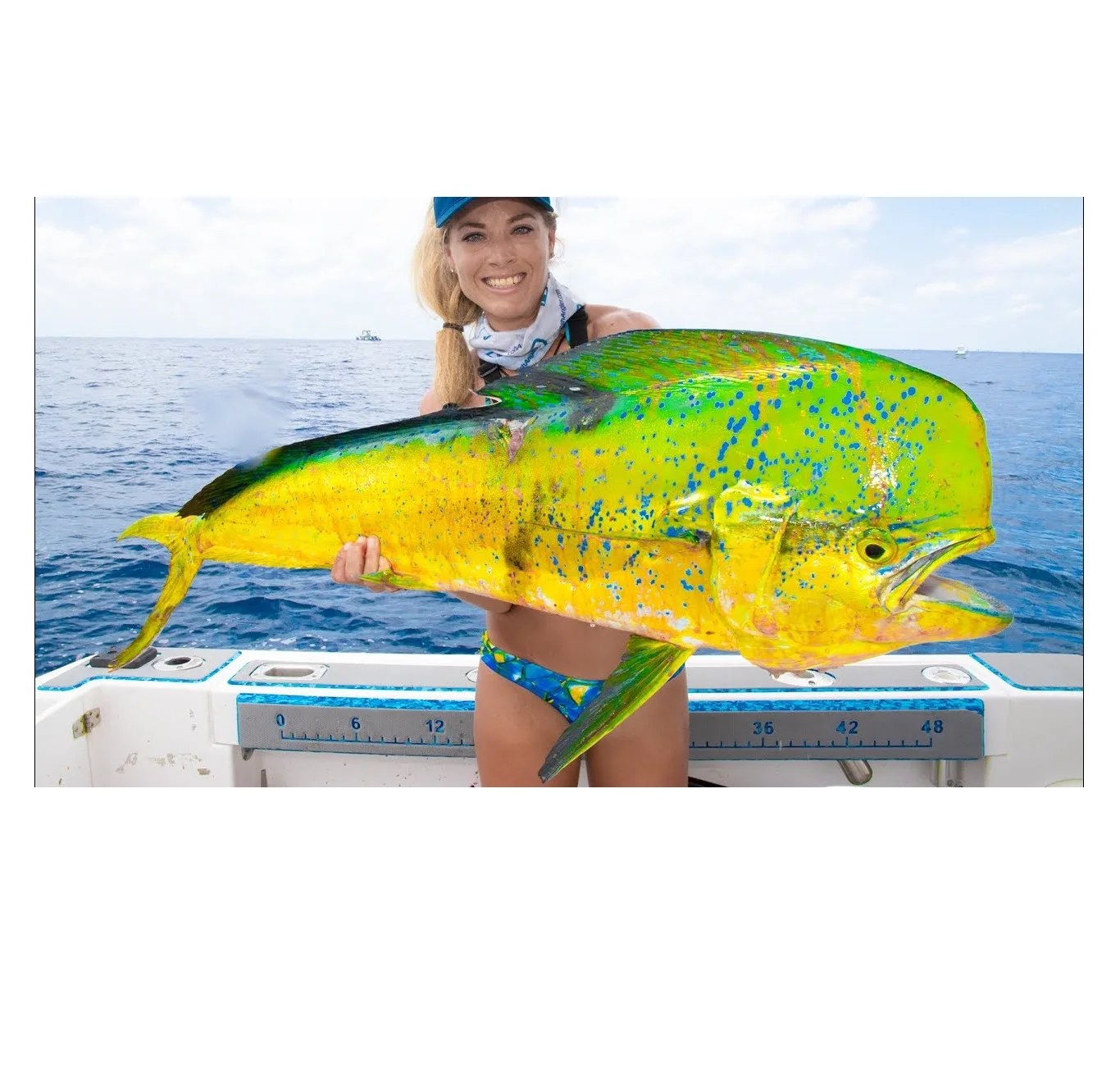 mahimahi Frozen Whole Mahi-Mahi Fish Size 1000gr up High Quality Best