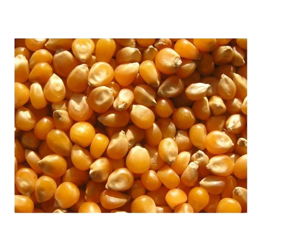 Yellow Corn/Maize for Animal Feed / YELLOW CORN for POULTRY FEED Cheap Price
