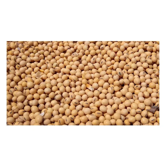 High Protein Yellow Soybean Soya Beans / Soy Bean For Sale Buy