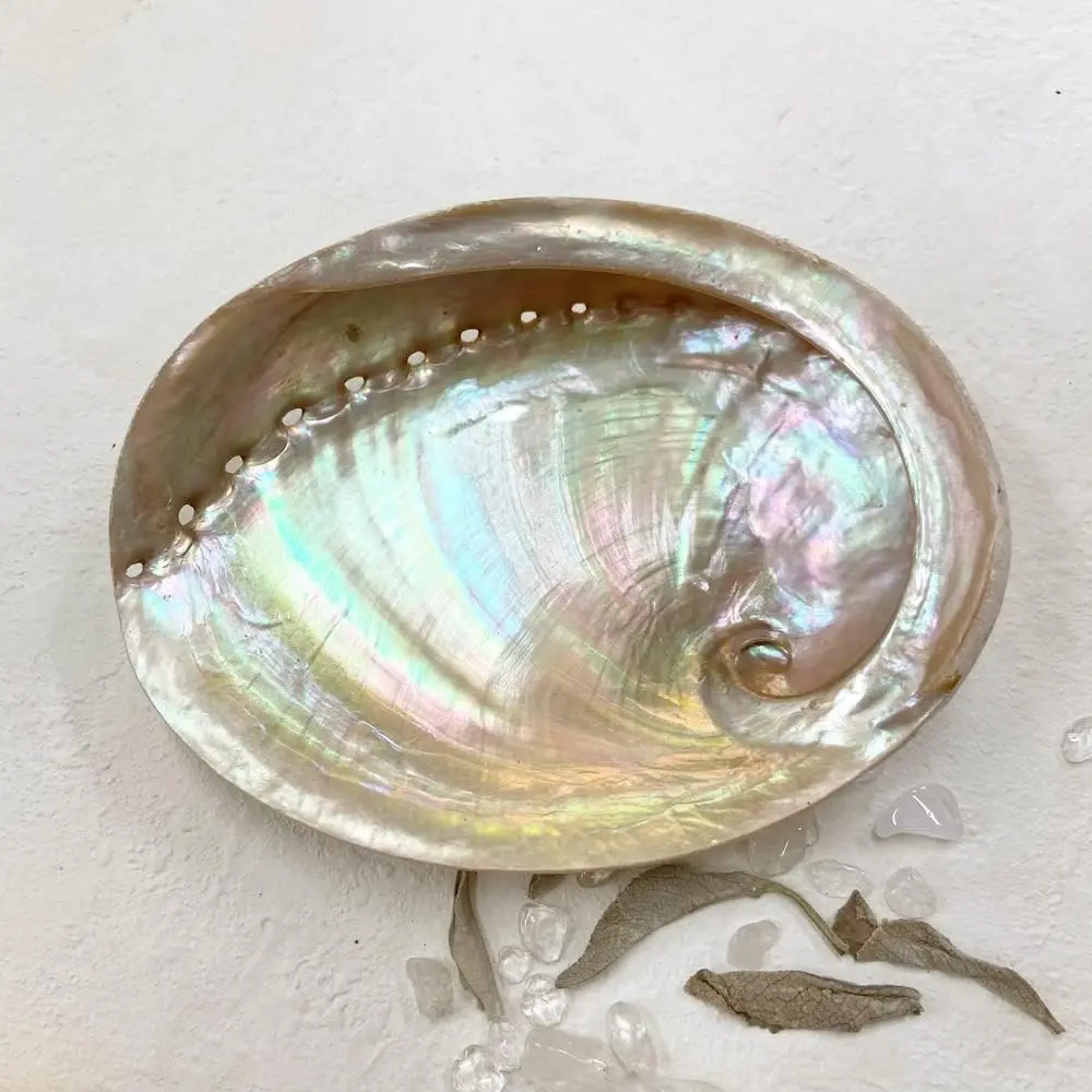 Lowest Price Abalone Sea Shells Large Seashells New Zealand Paua Shell From Vietnam Factory for Sage Smudge Kits