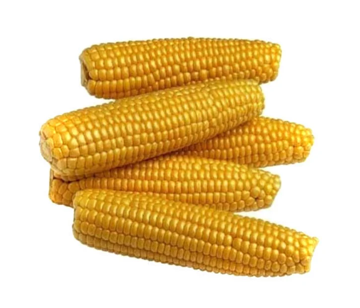 Natural Netherlands Origin Organic Frozen Maize Corn for Cattle and Poultry Feed Yellow Corn
