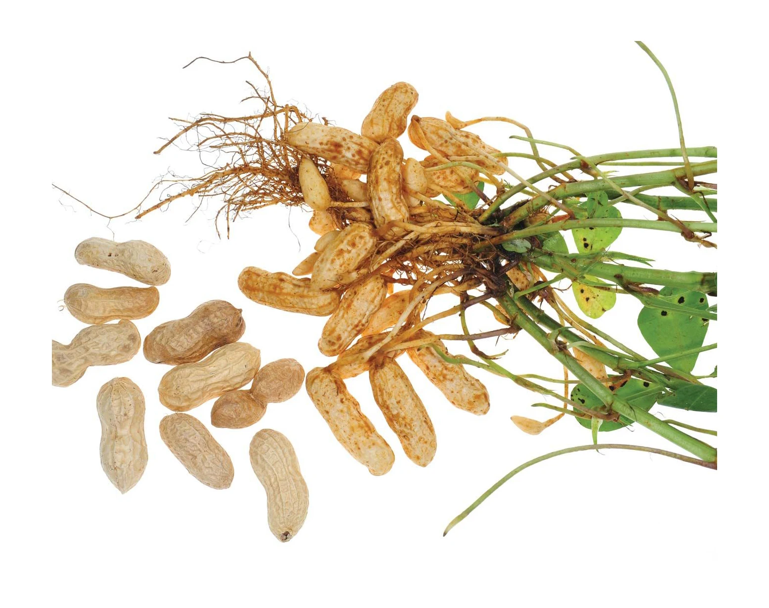 Blanched Java peanuts Price Per Ton Blanched Java peanuts Wholesales Blanched Java peanuts