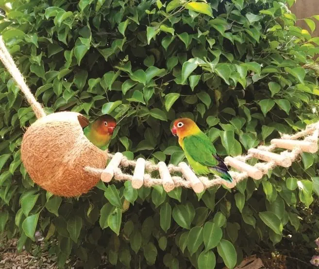 Wholesale Coconut Bird Nest Coconut Shell Bird House/ Coconut Shell