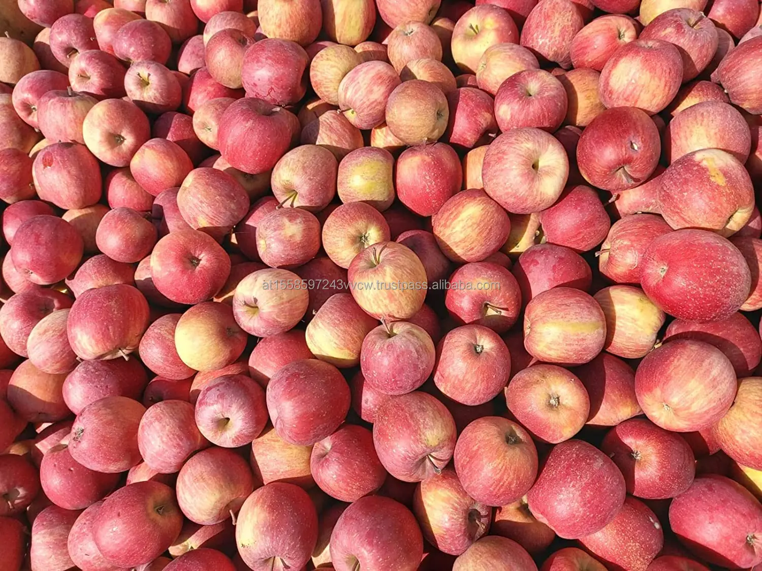 Fuji Apples 2.jpg