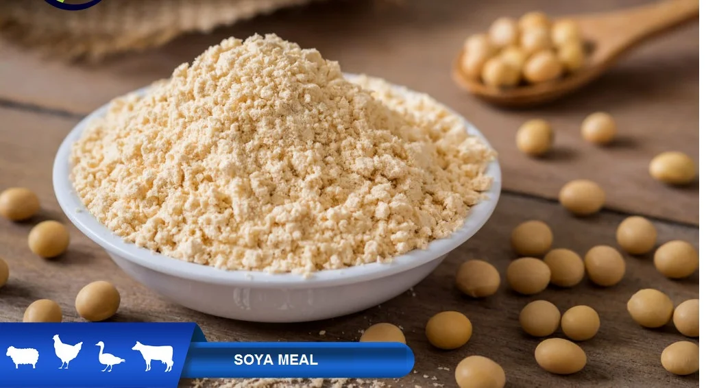 Protein Quality Soybean Meal / Soya Bean Meal For Animal Feed Buy