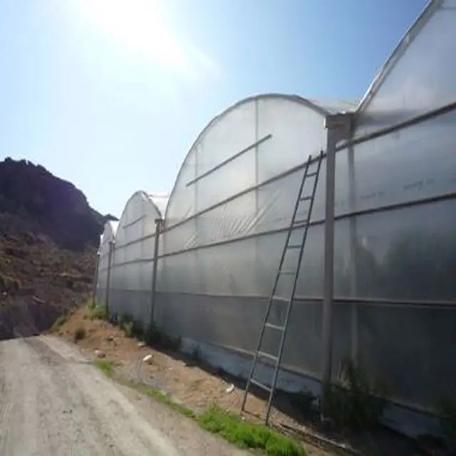 Tunnel Greenhouse Low Cost Steel Construction Galvanized Materials