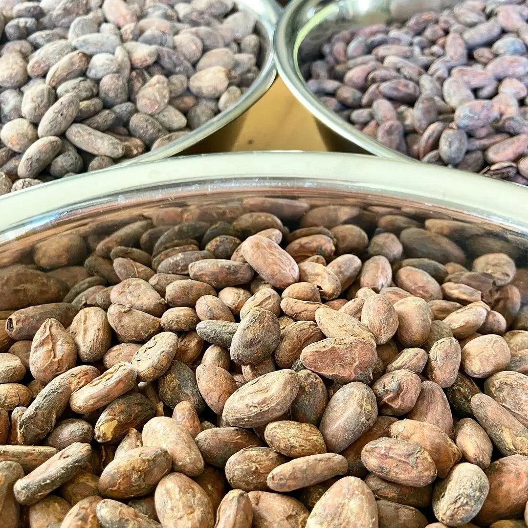 COCOA BEANS.jpg