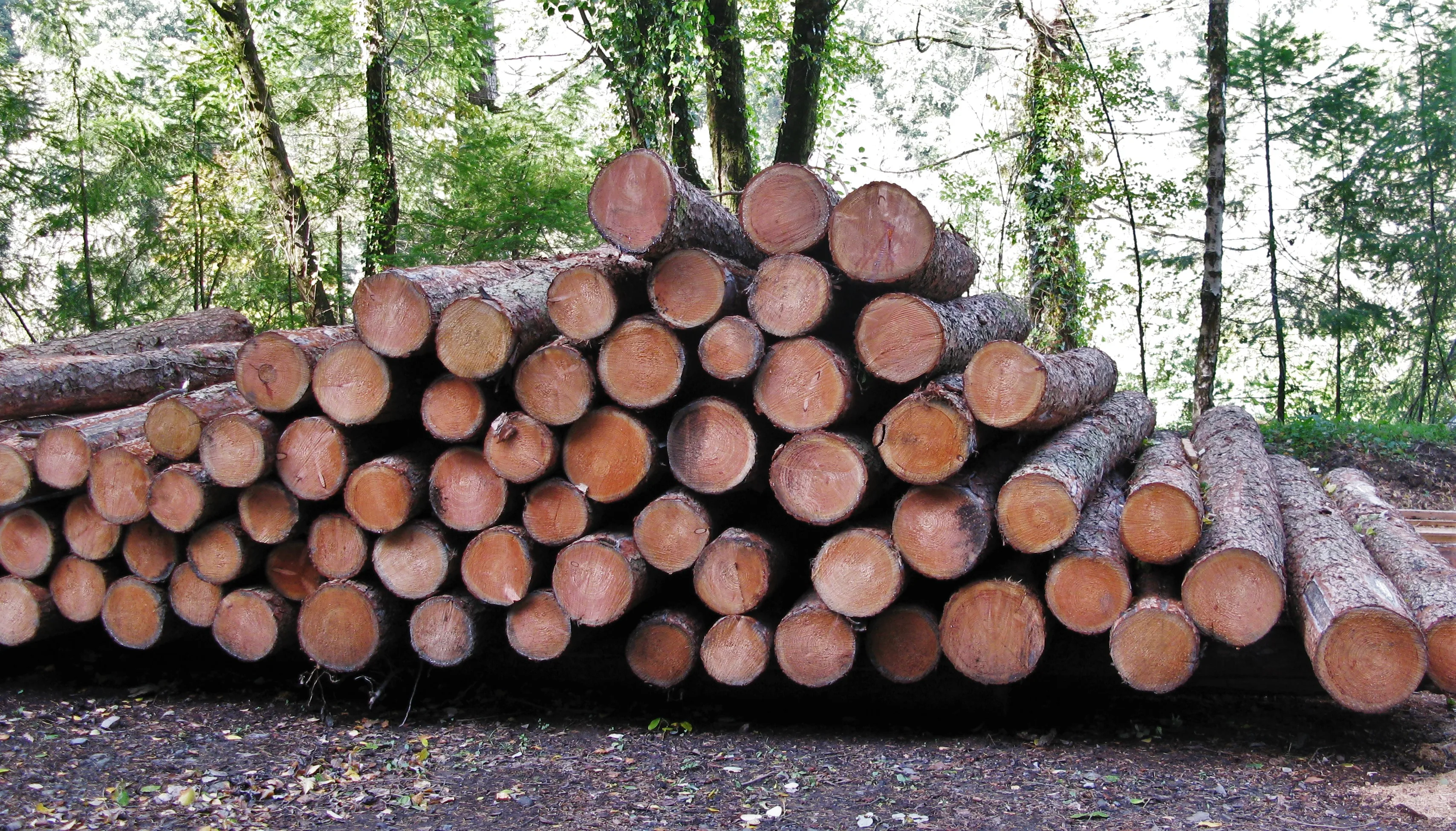 Siberian Larch Logs for Timber Framing  Larch Logs for Structural Use  Siberian Larch Logs for Custom Orders