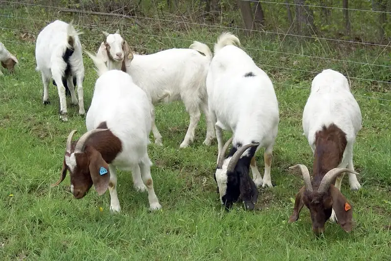 Wholesale Boer Goat / Saanen Goats For Sale In Livestock Farm Buy